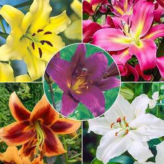 Classic Lily Tree Collection Seeds
